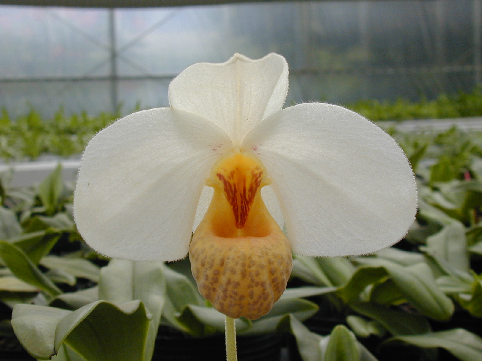 Paph. emersonii