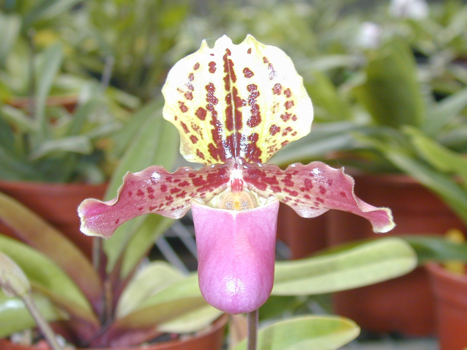 Paph. henryanum