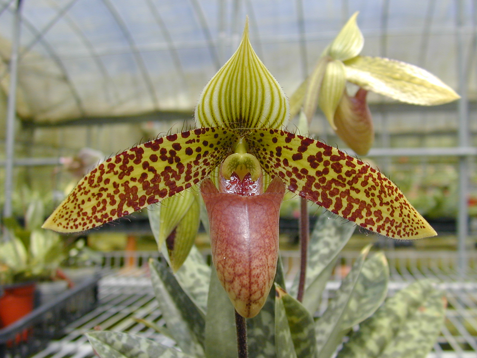 Paph. sukhakulii