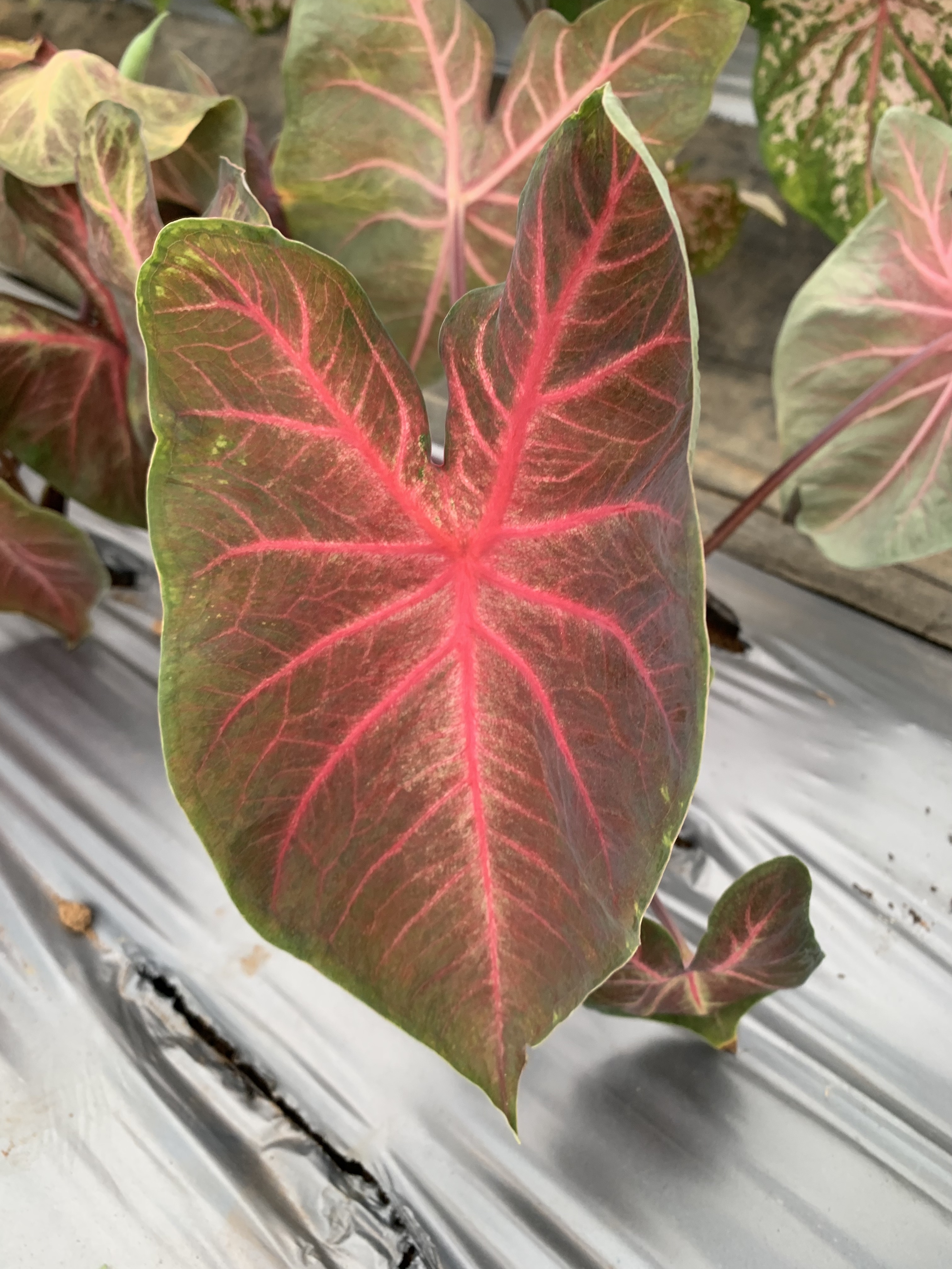 商業品種-Berries N' Burgundy