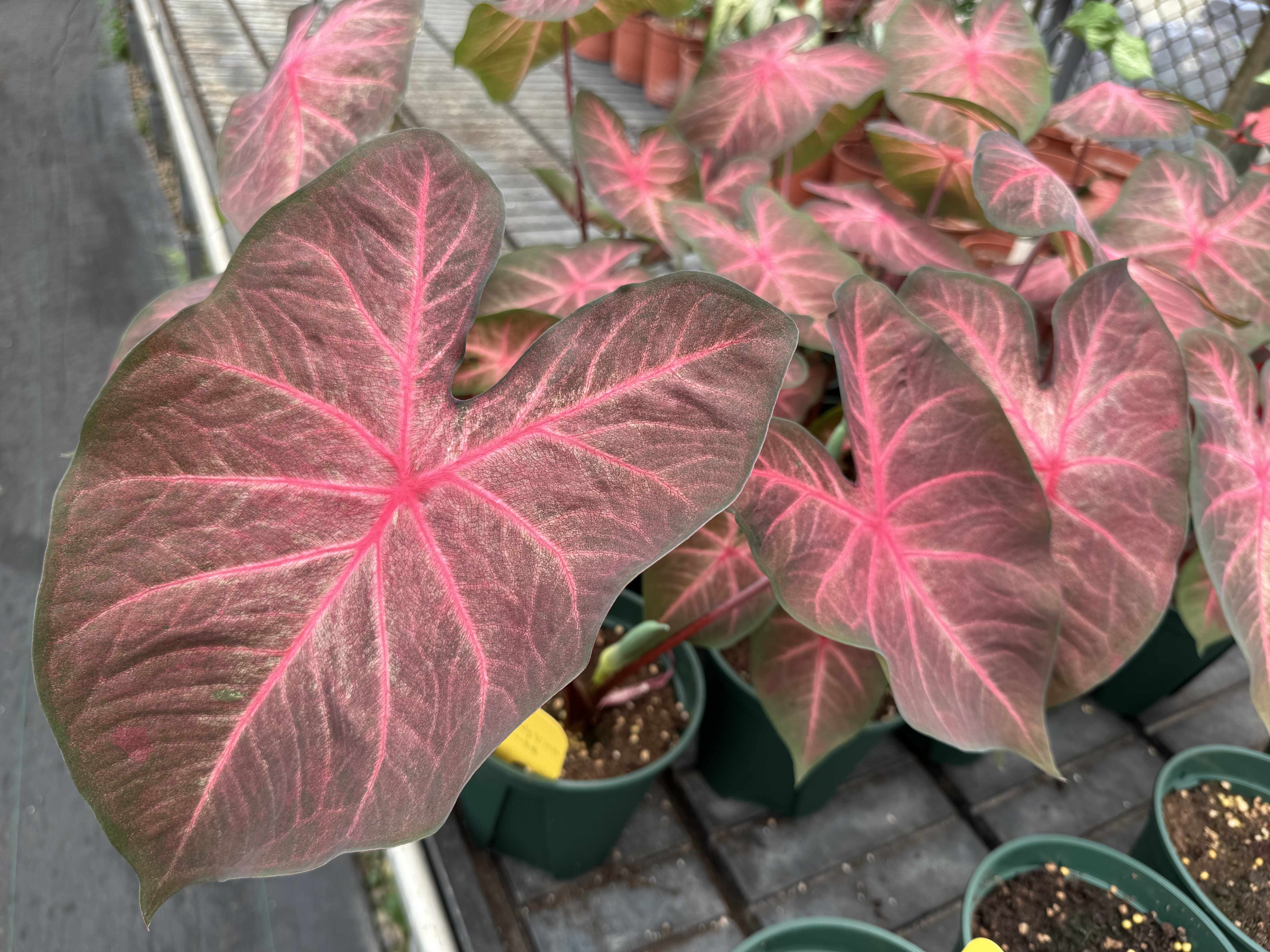 商業品種-Berries N' Burgundy