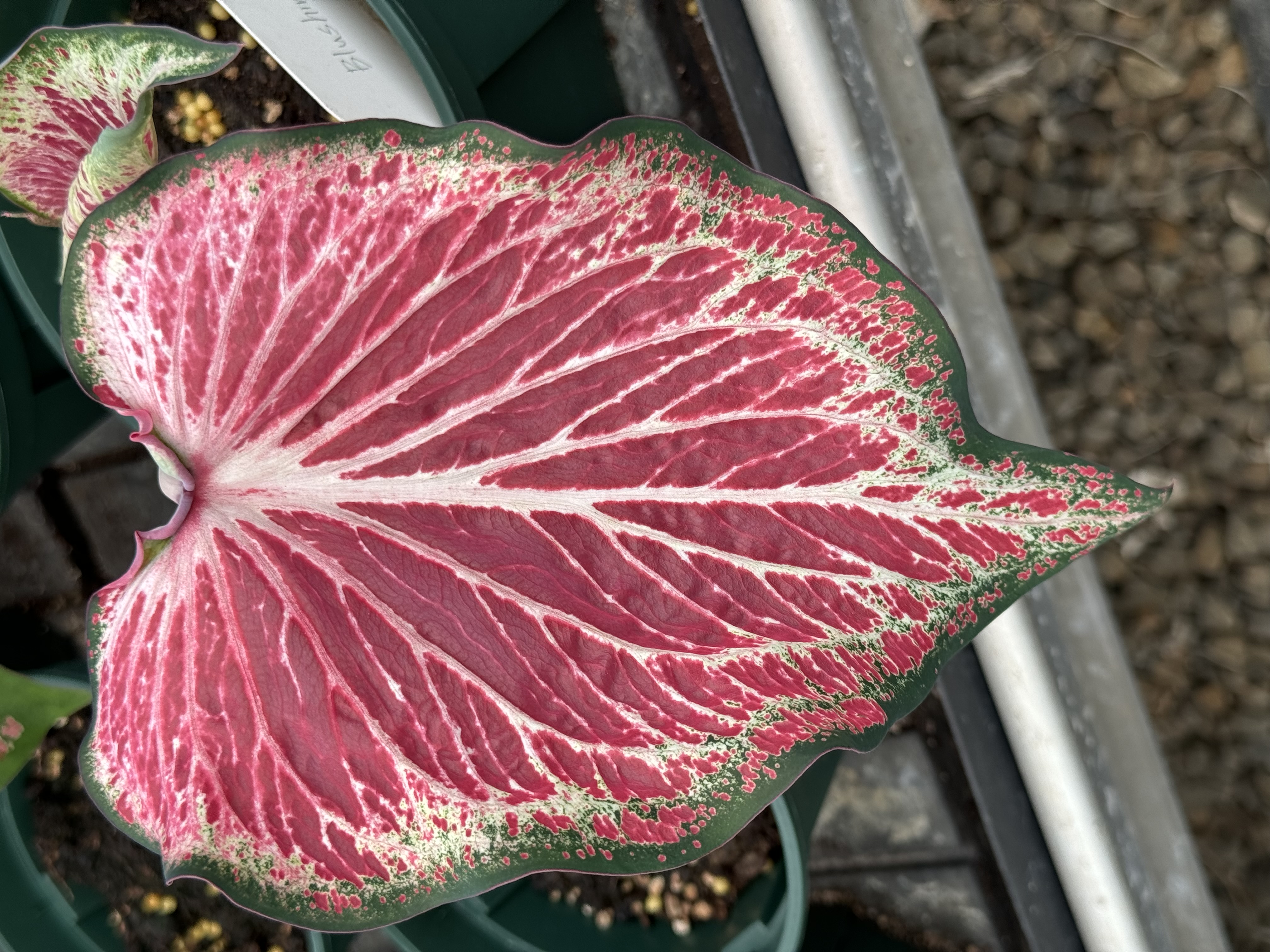 商業品種-Blushing Bride