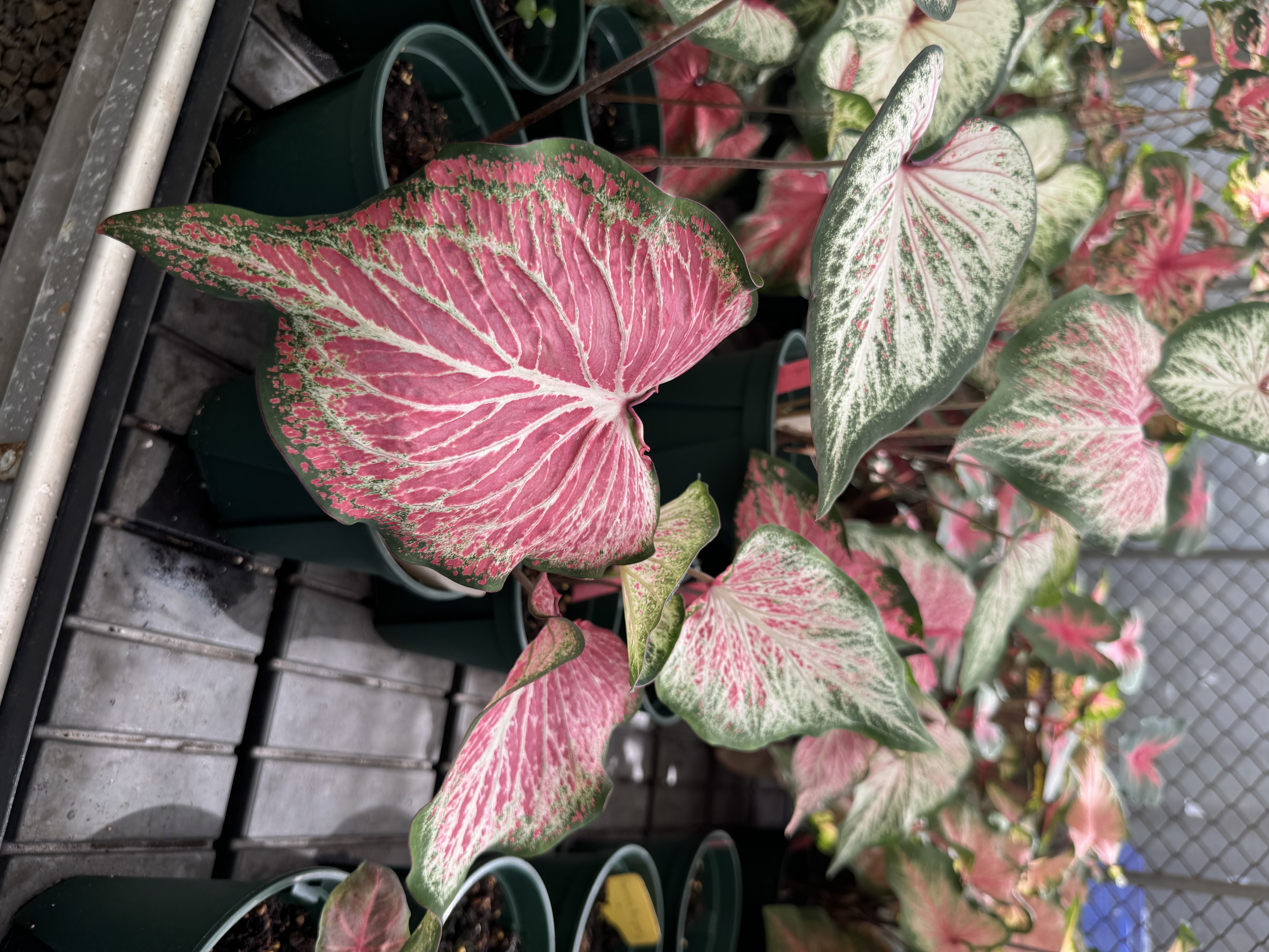 商業品種-Blushing Bride