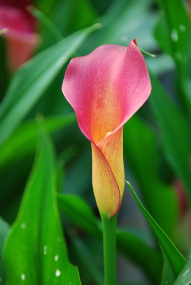 Scarlet Pimpernel，為雙色品種，花色橘紅色，適合盆花生產。