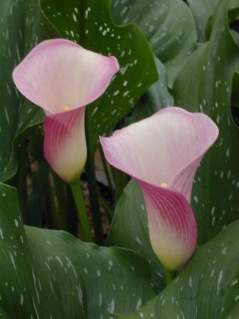 Apricot Glow，花苞顏色為杏黃色具黑喉，花苞老化時顏色會回青；葉為槍尖形，無斑點，株高約40-50公分。