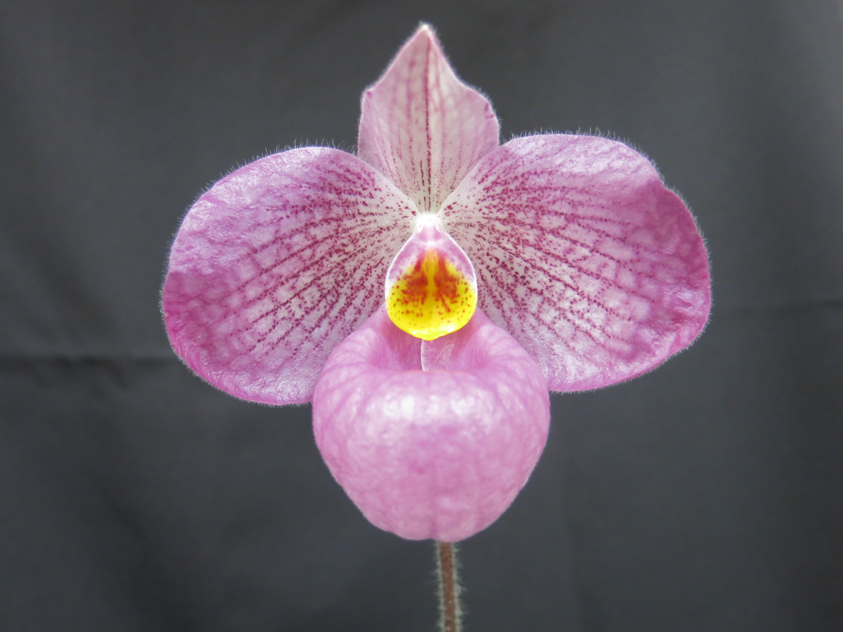 Paph. Magic Lantern