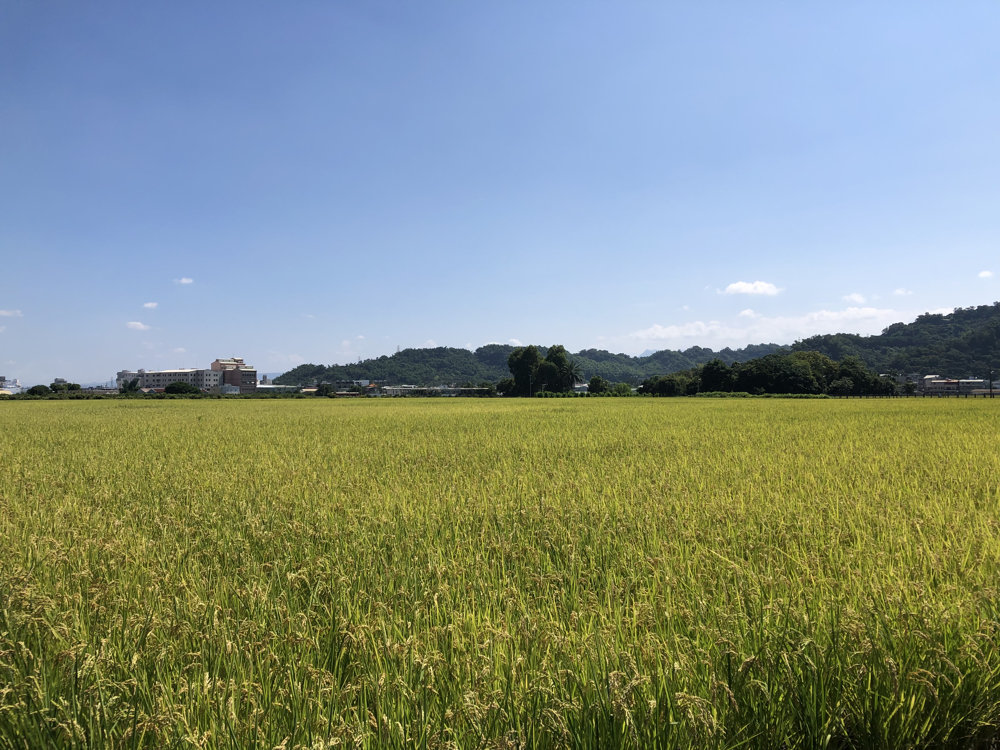 試驗田區水稻01