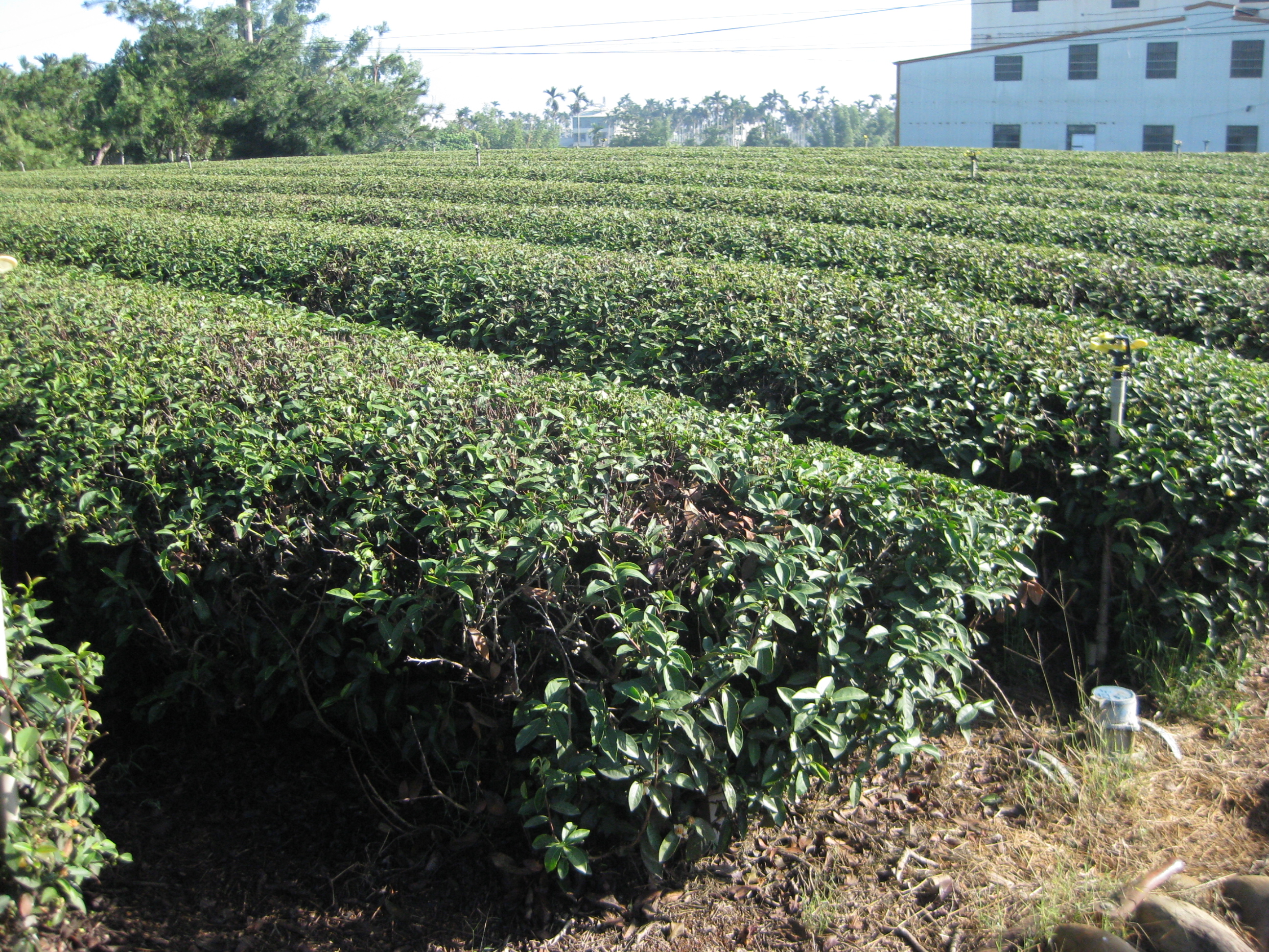 名間茶園01