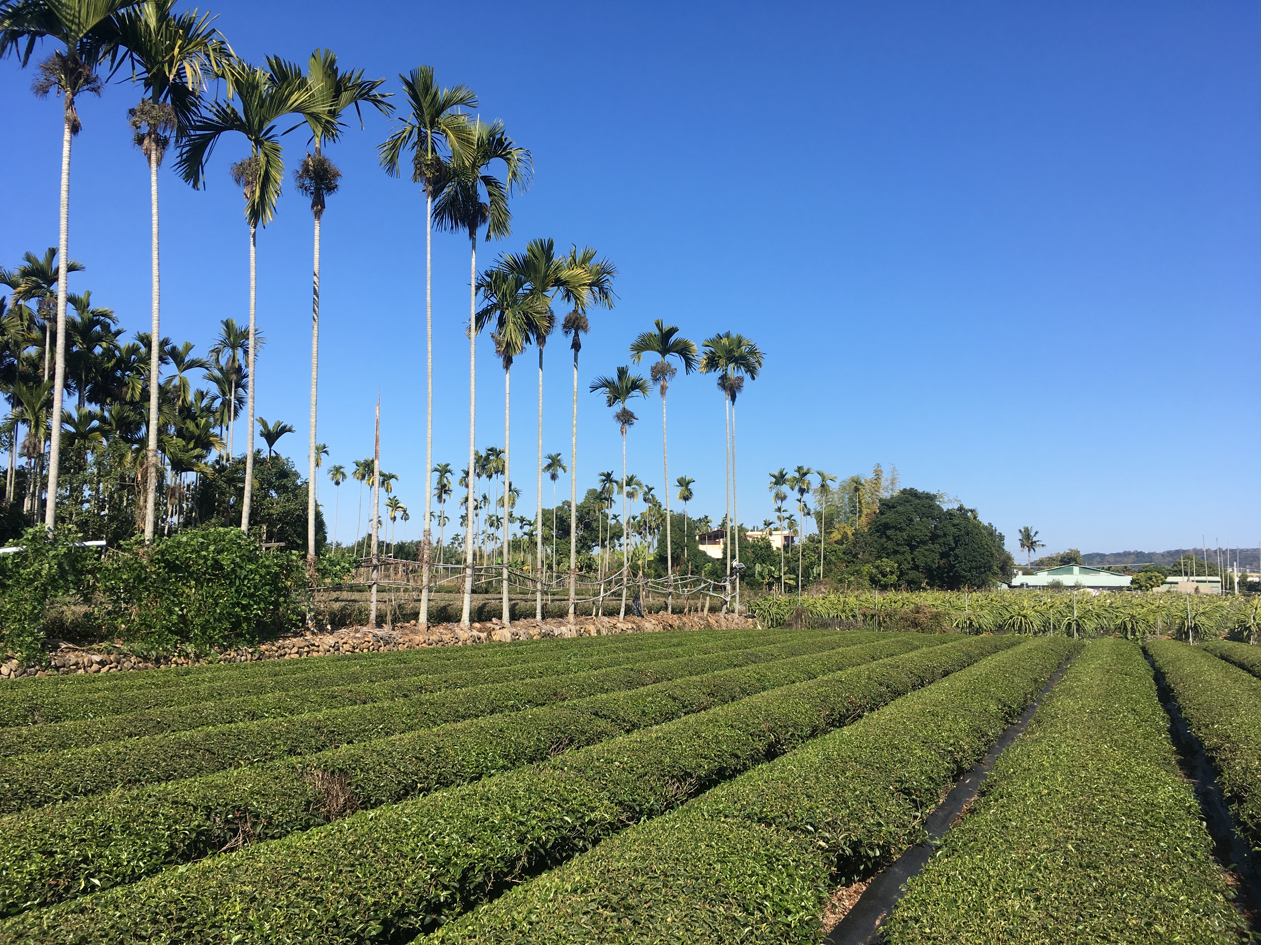 名間茶園07