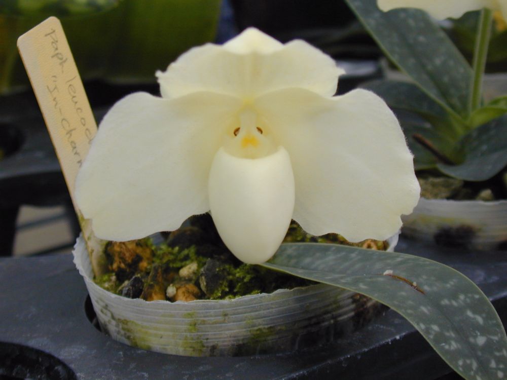 Paph. godefroyae var. leucochilum album