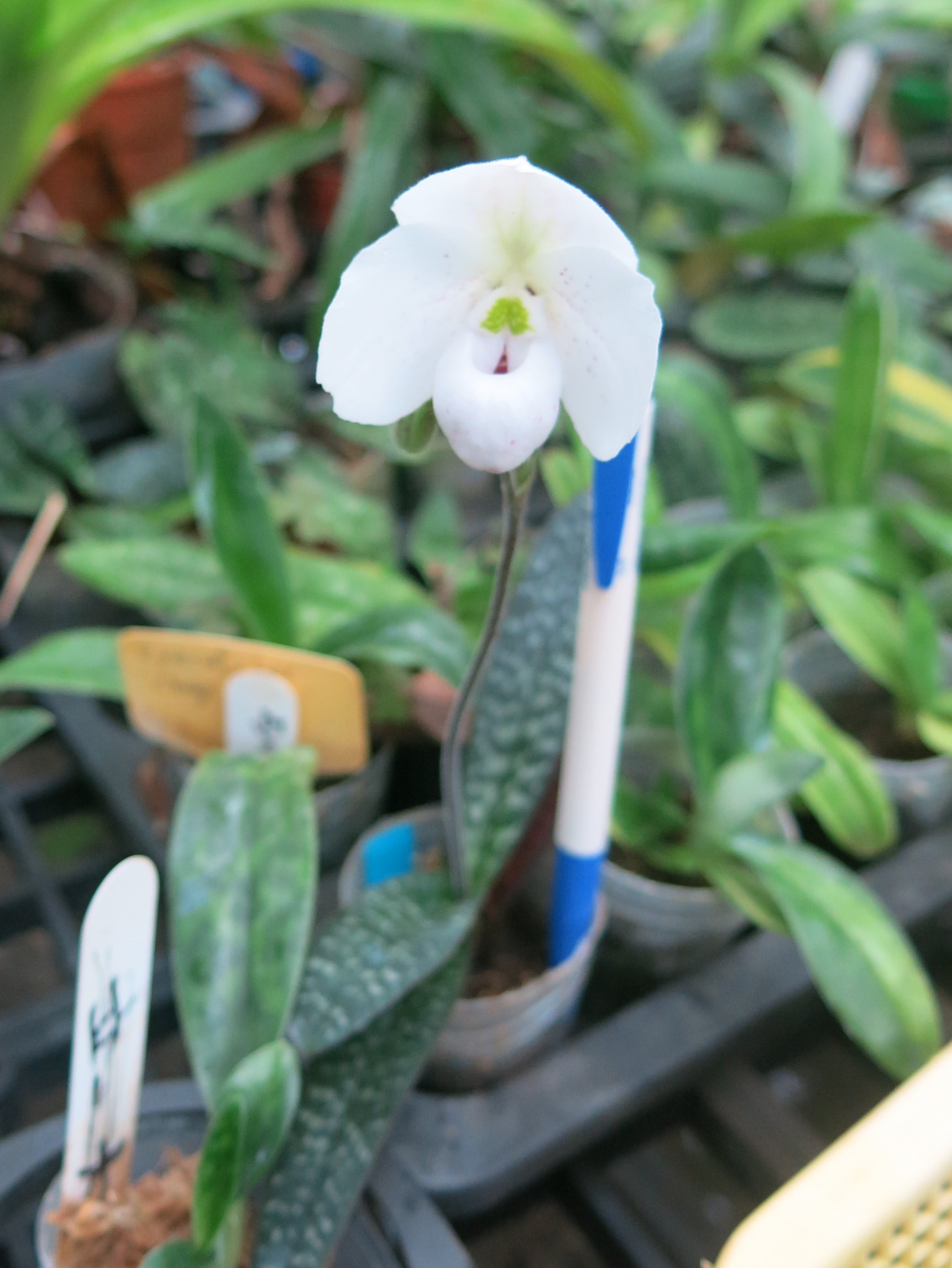 Paph. thaianum