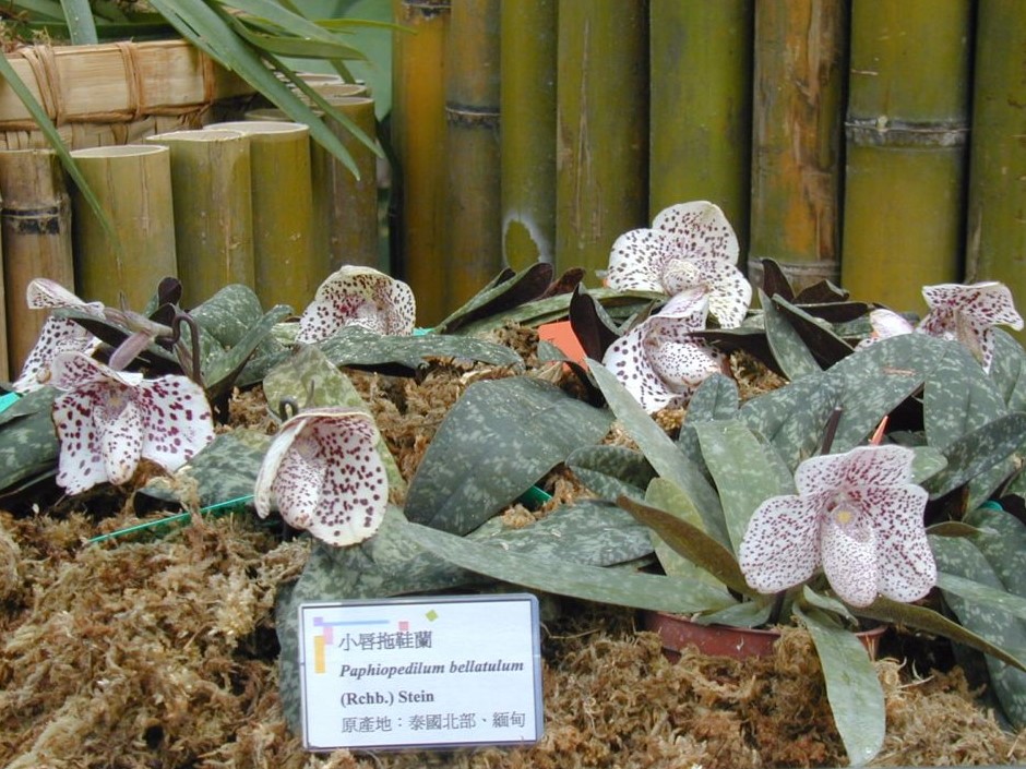 Paph. bellatulum