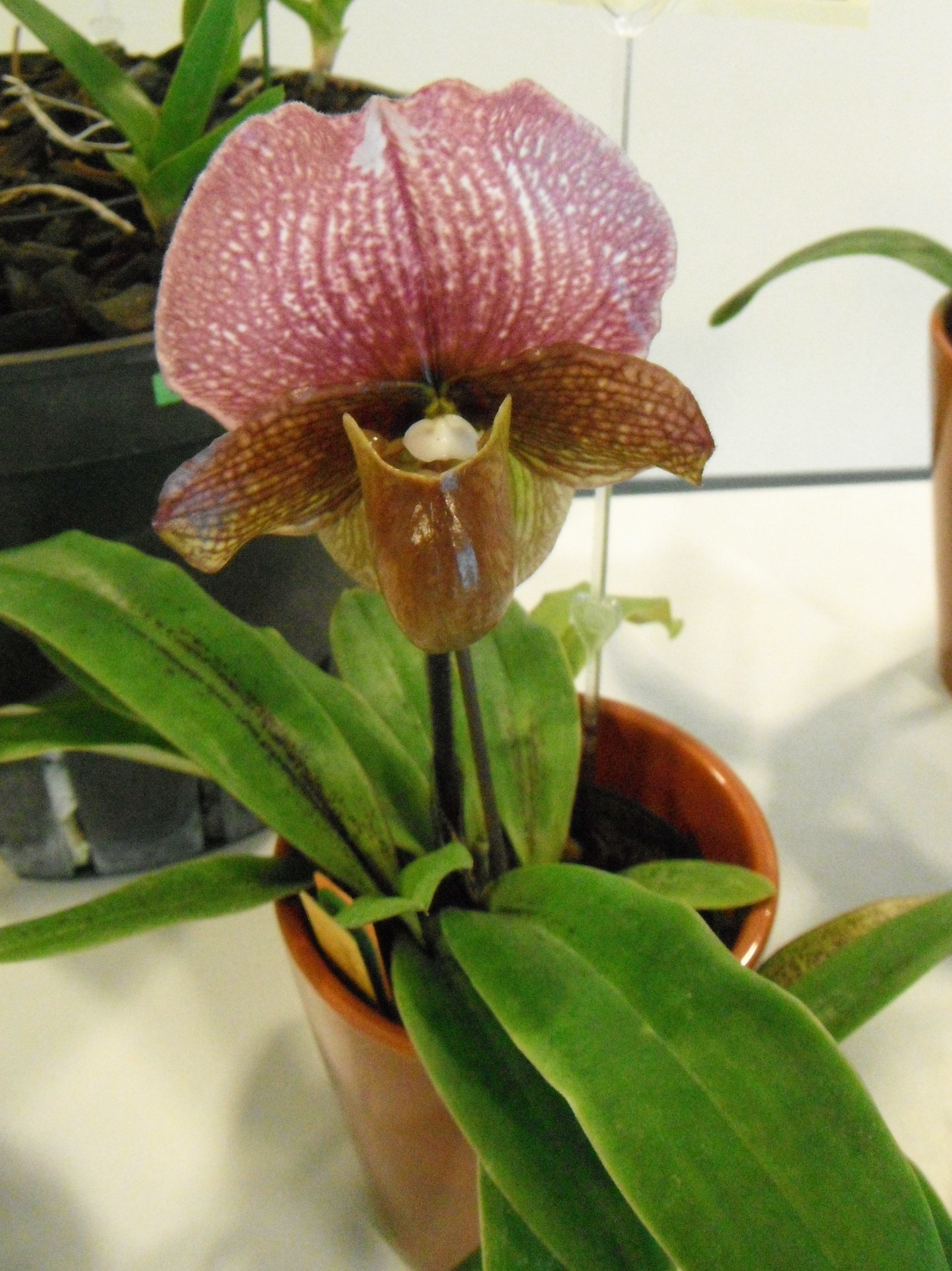 Paphiopedilum charlesworthii