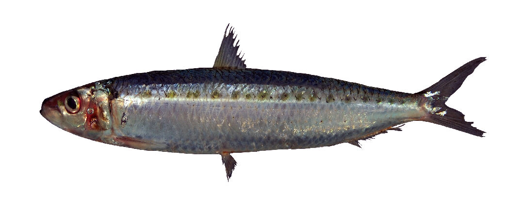118西姆鈍腹鯡-東部黑潮魚類主題館-農業知識入口網