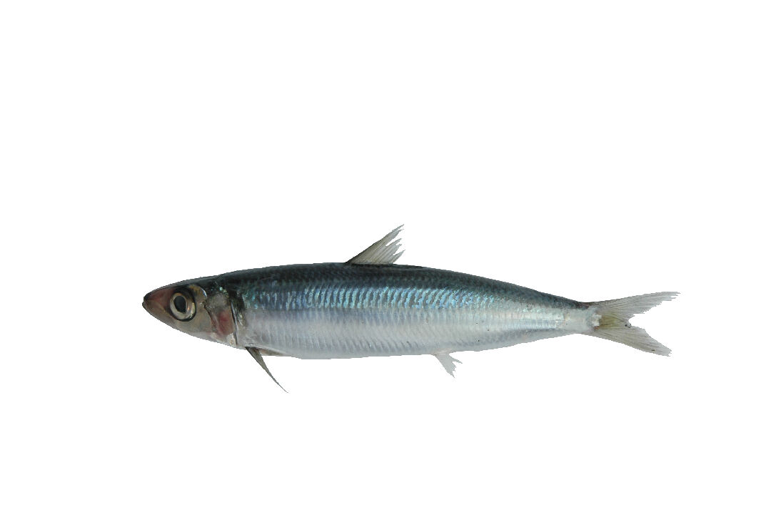 119沃氏脂眼鯡-東部黑潮魚類主題館-農業知識入口網