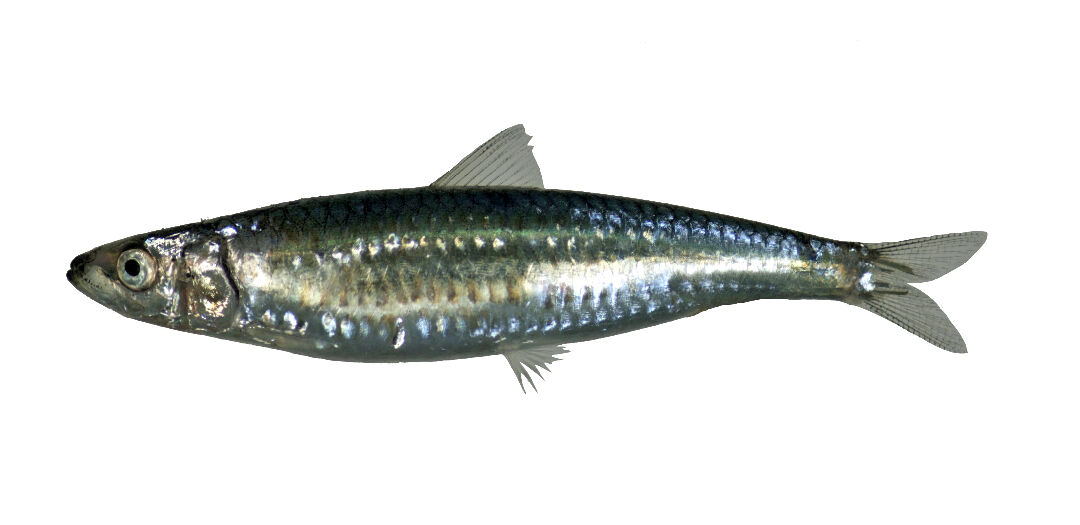 123鏽眼銀帶鯡-東部黑潮魚類主題館-農業知識入口網