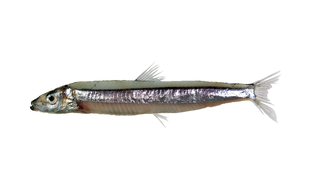 124日本銀帶鯡-東部黑潮魚類主題館-農業知識入口網