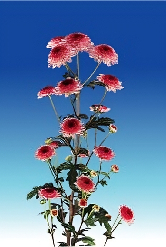 花花世界