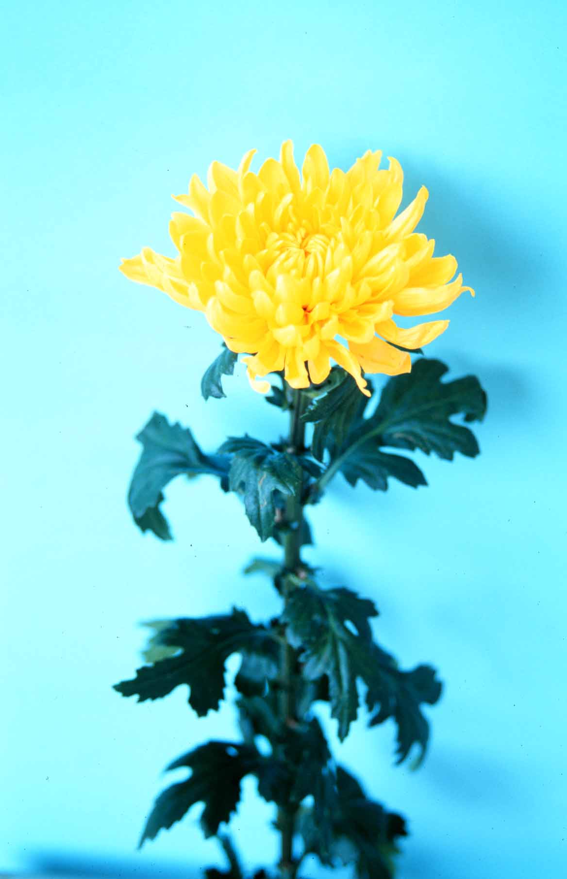 黃精競