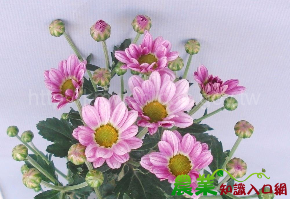 台中7號-水美人