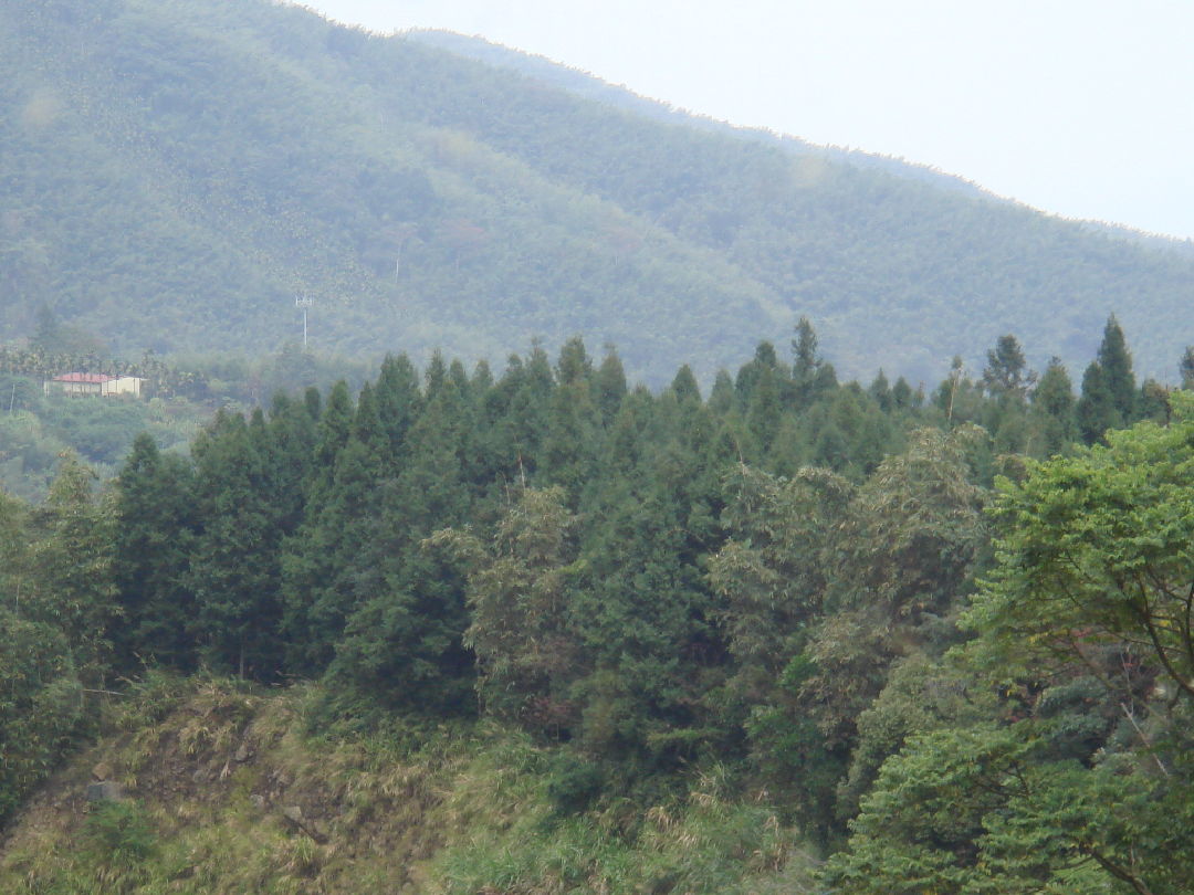 溪頭有水坑台灣杉種子園