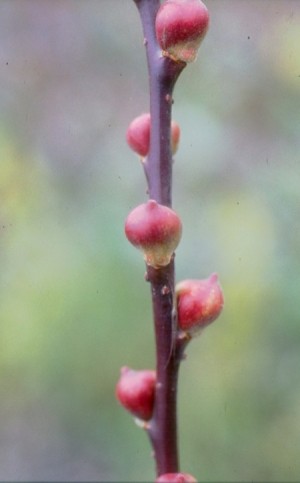 圓潤的蘭陽1號