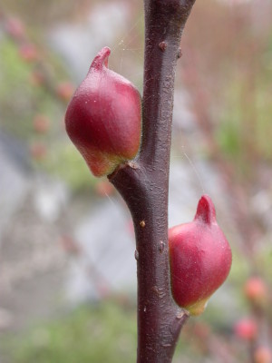 蘭陽一號花苞大芽鱗色澤紅