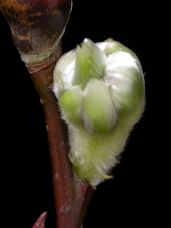 蘭陽一號-脫去芽鱗的可愛花苞