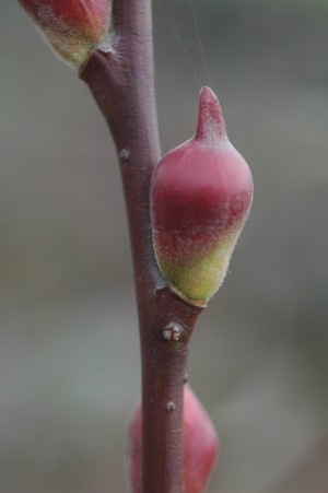 蘭陽2號花苞