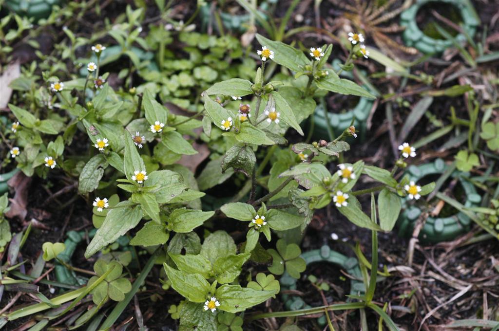 粗毛小米菊