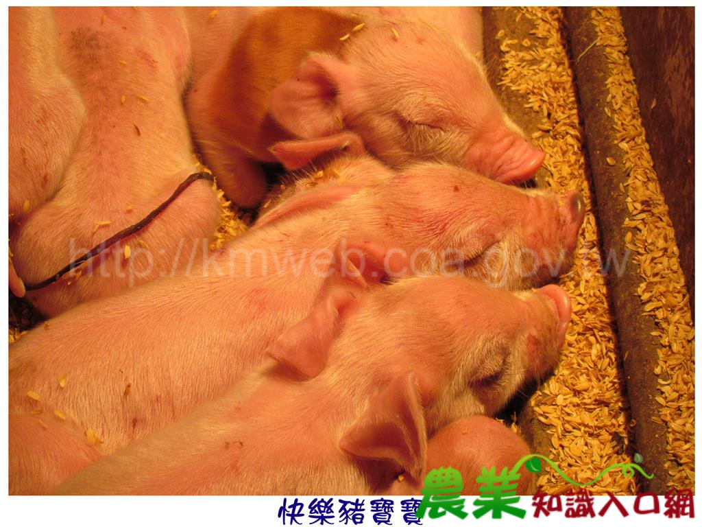 可愛豬照片(二)