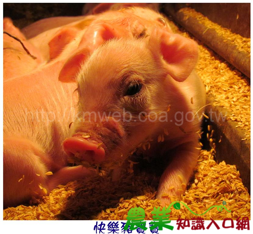 可愛豬照片(一)