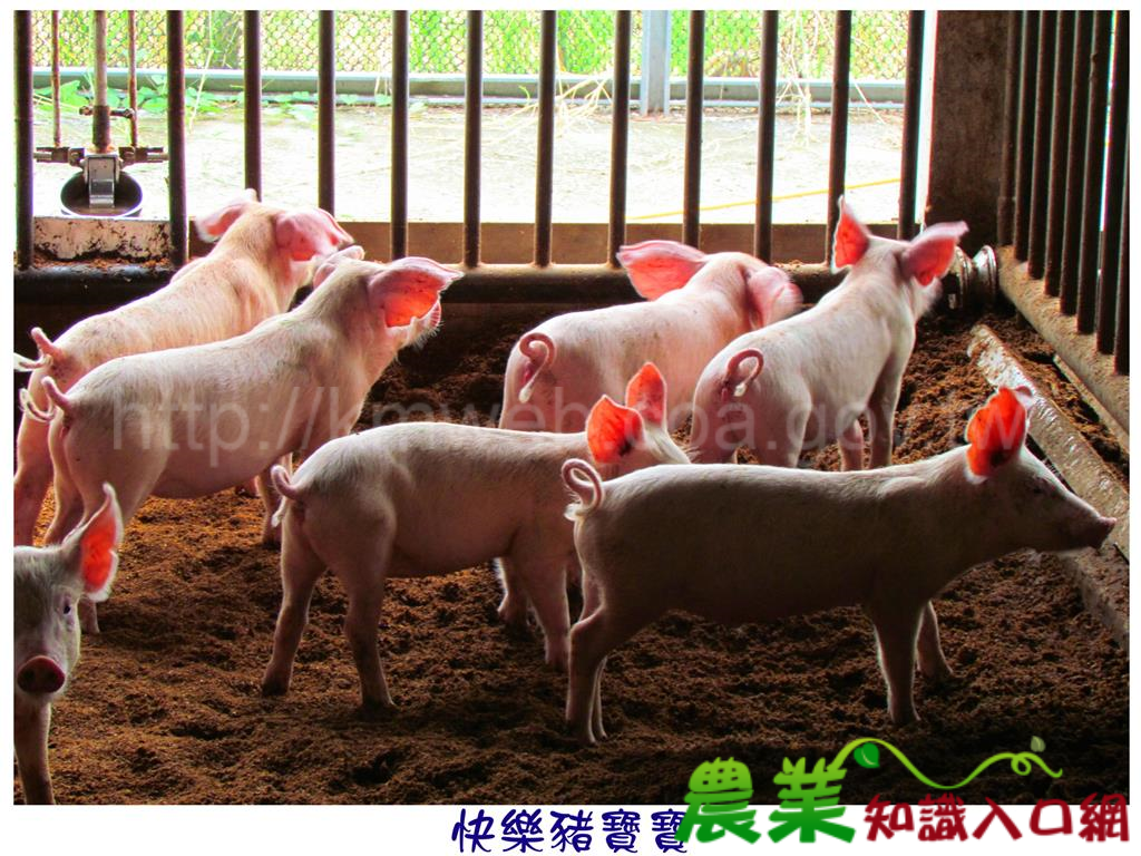 可愛豬照片(三)