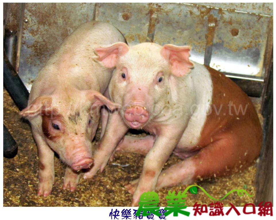 可愛豬照片(四)