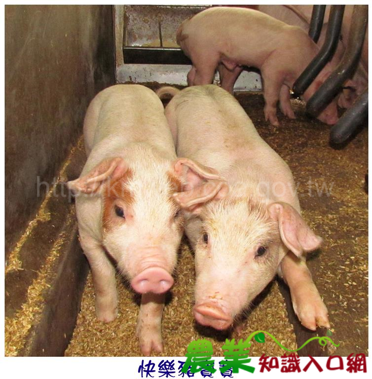 可愛豬照片(五)