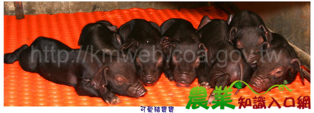 可愛豬照片(六)