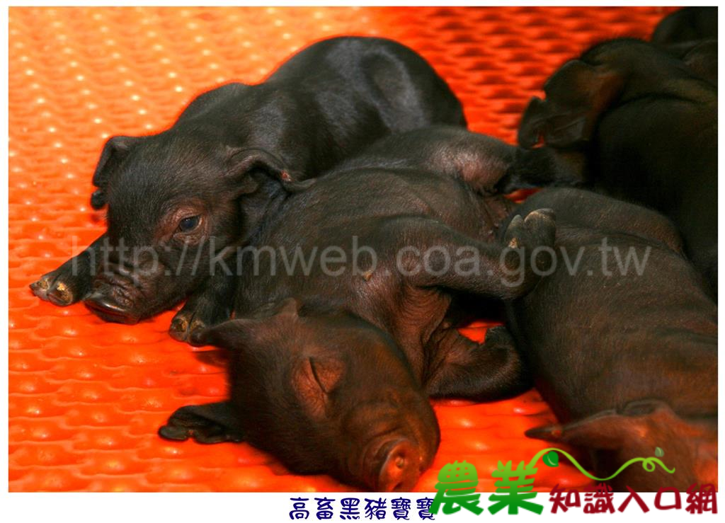 可愛豬照片(七)