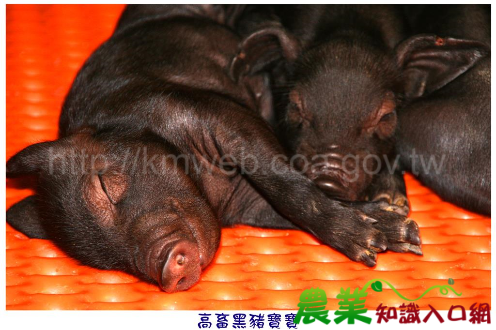 可愛豬照片(八)