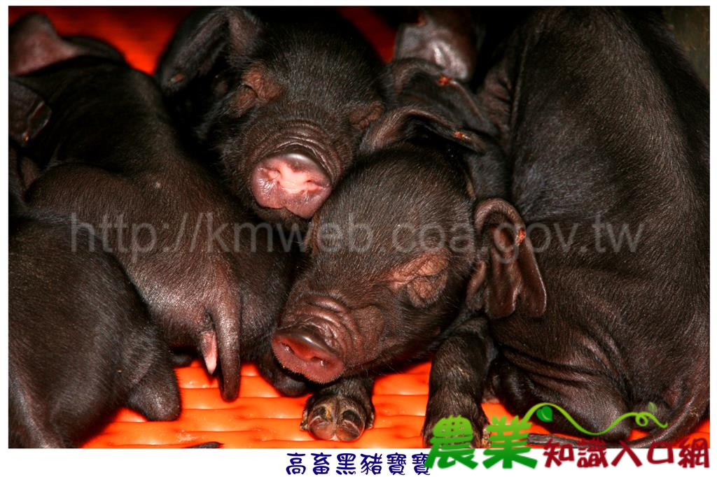 可愛豬照片(九)