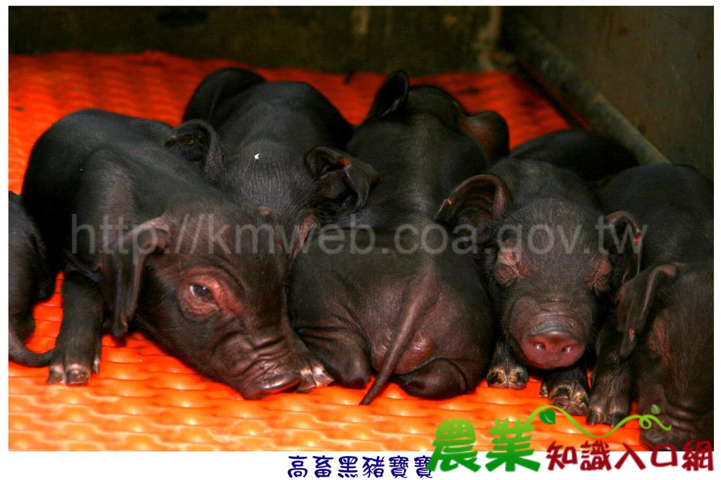 可愛豬照片(十)