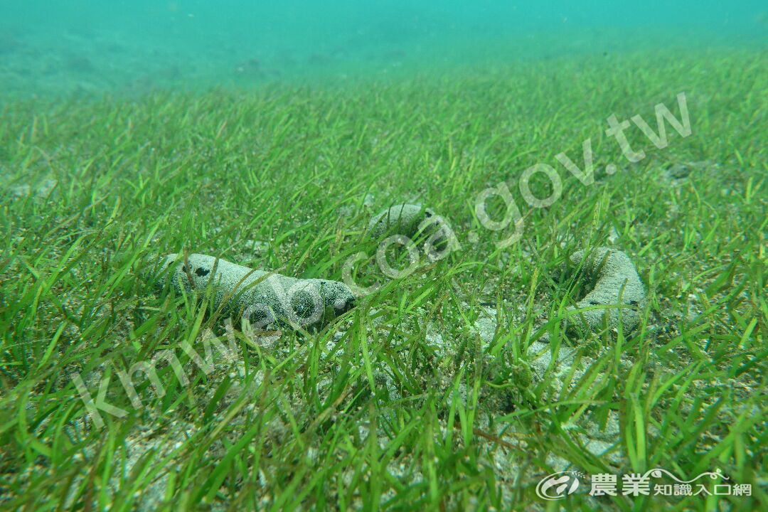 海草的型態-海草主題館-農業知識入口網