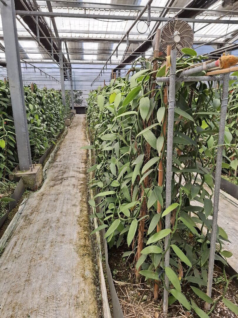 桃園的三合院香草園是一個結合傳統農村文化與現代香草種植技術的農場-香莢蘭主題館-農業知識入口網