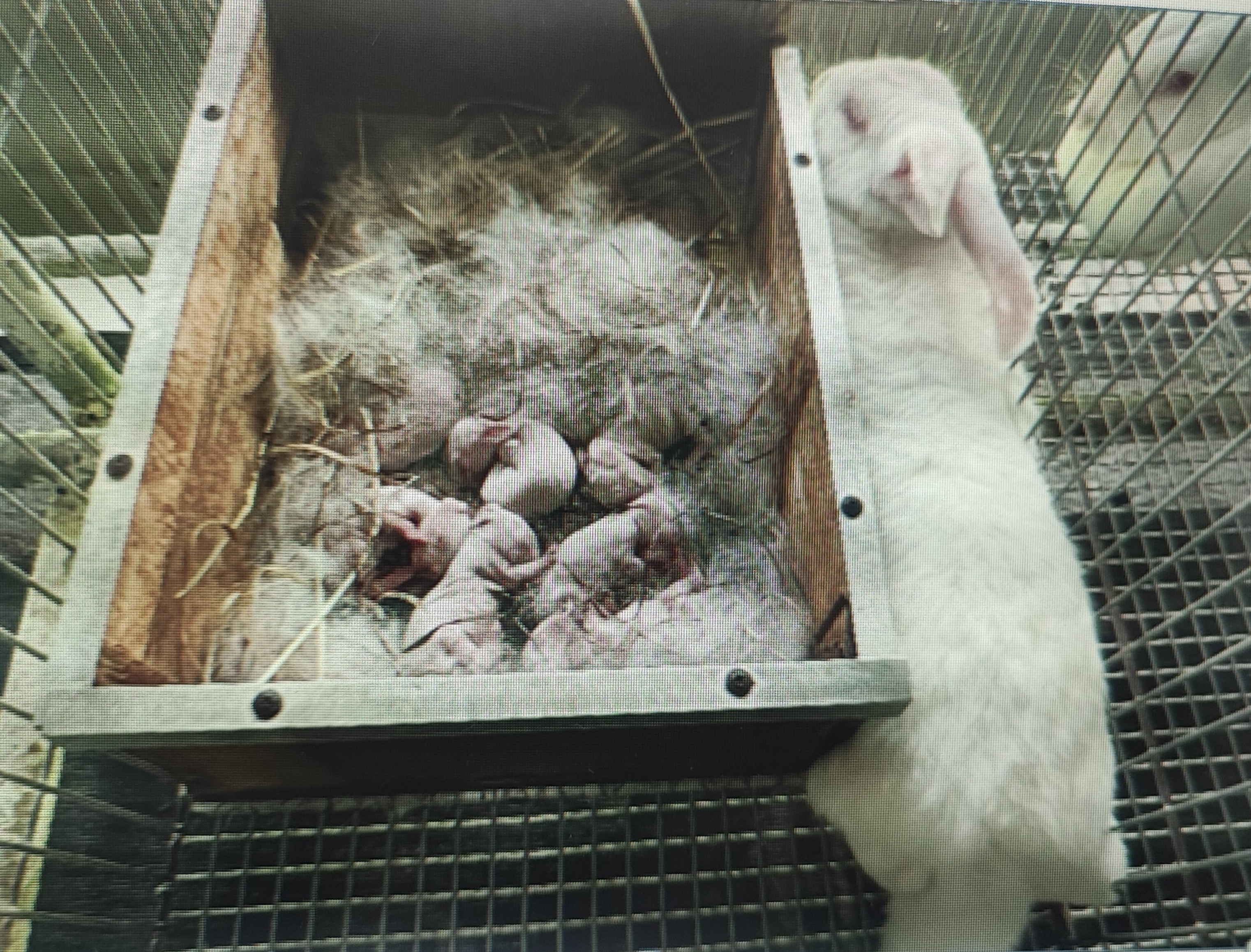 紐西蘭白兔之母兔與出生的幼兔。