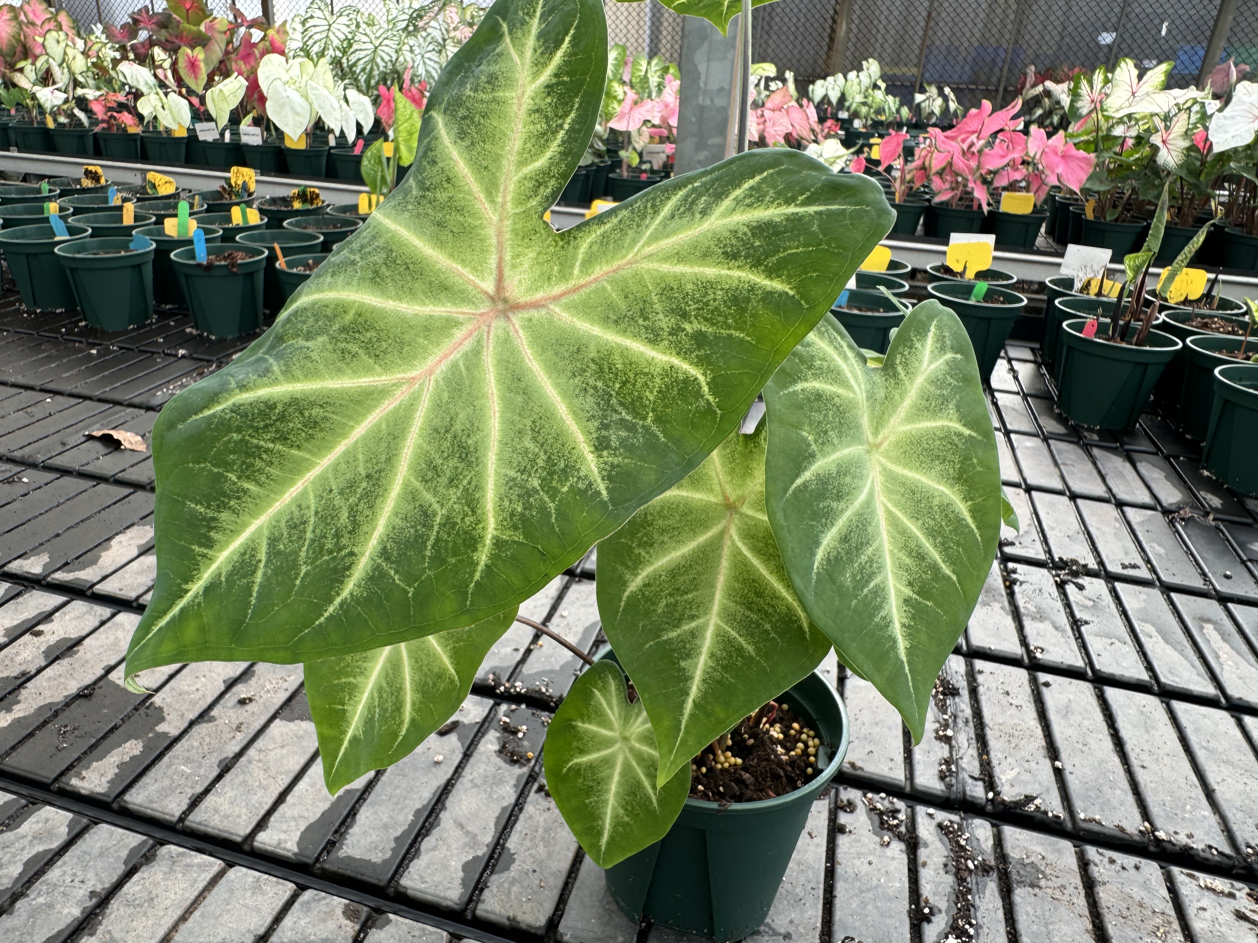 植株特寫