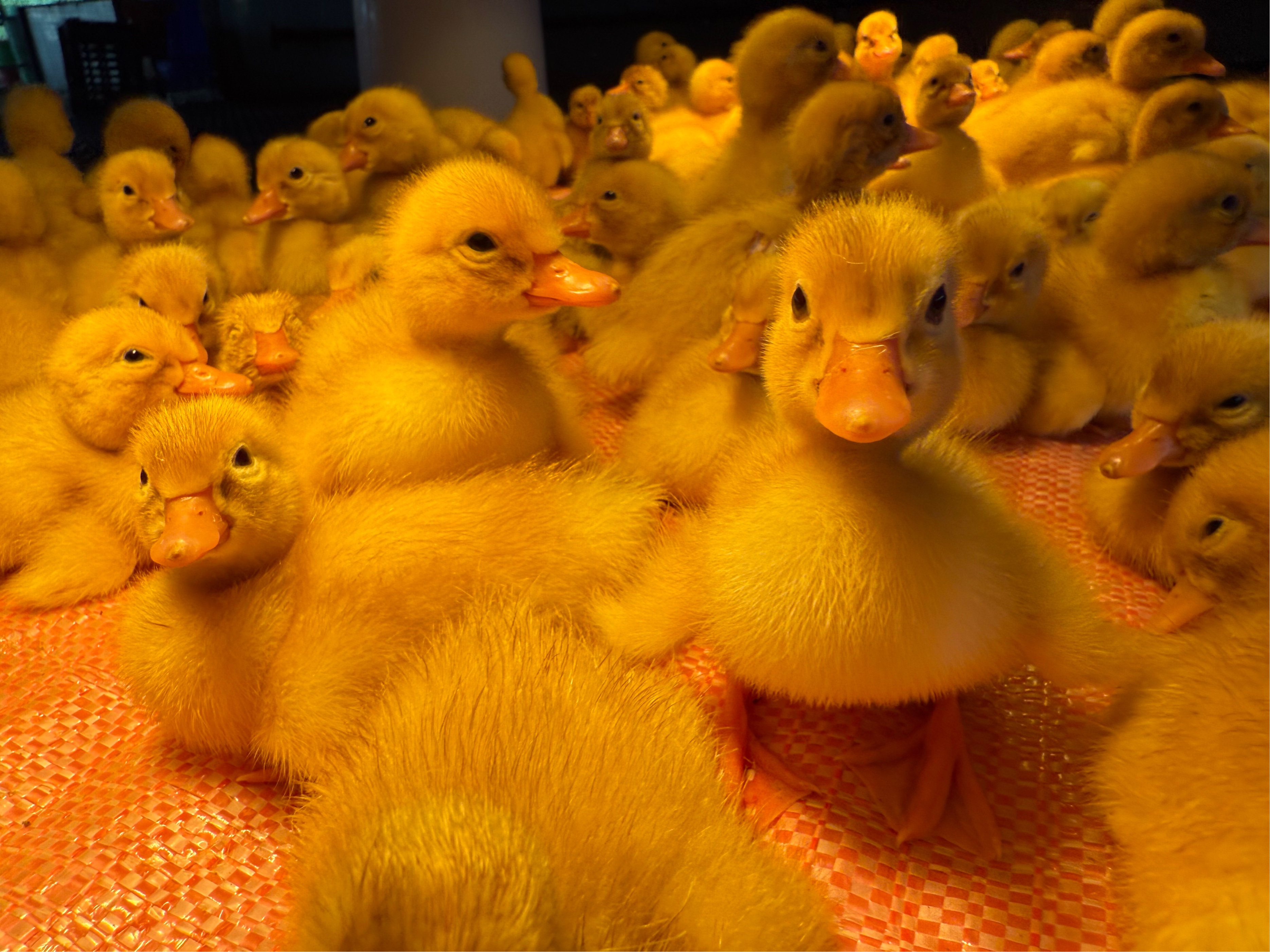 季新鴨雛鴨(白憶欣)