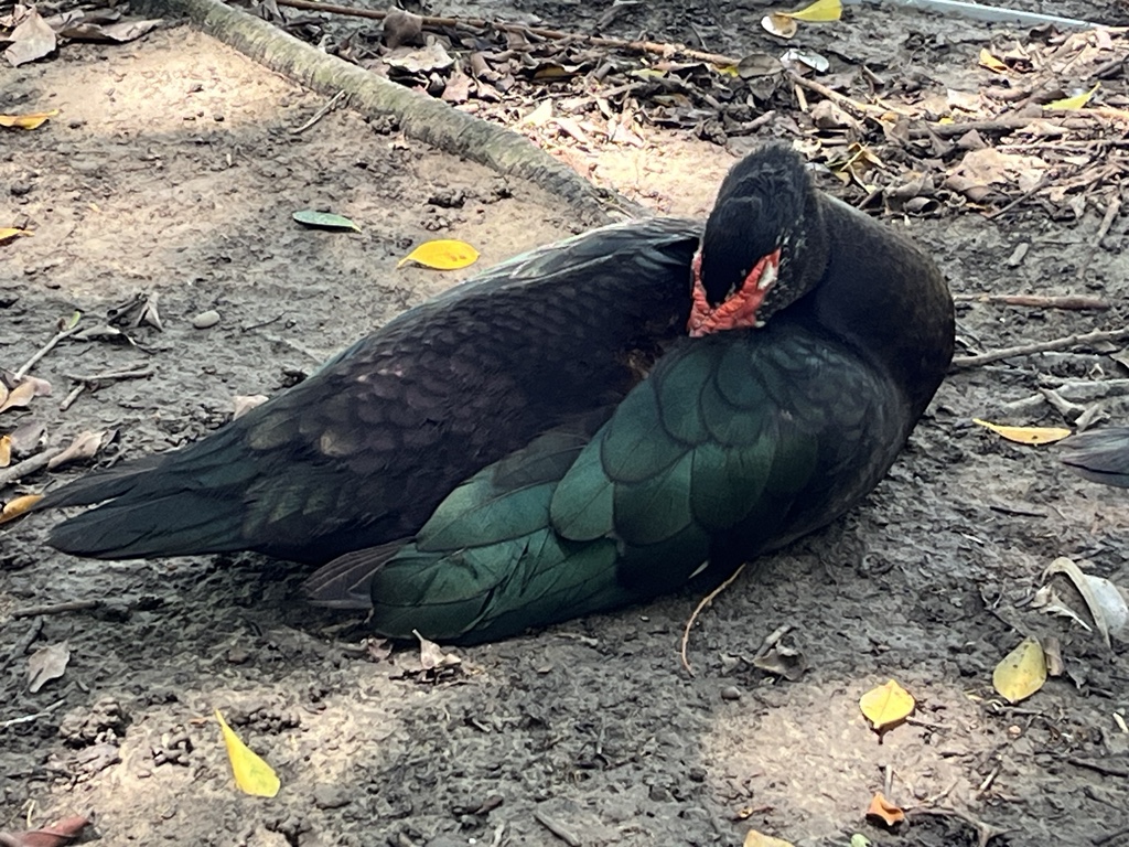 黑色番鴨省電模式啟動中_張怡穎