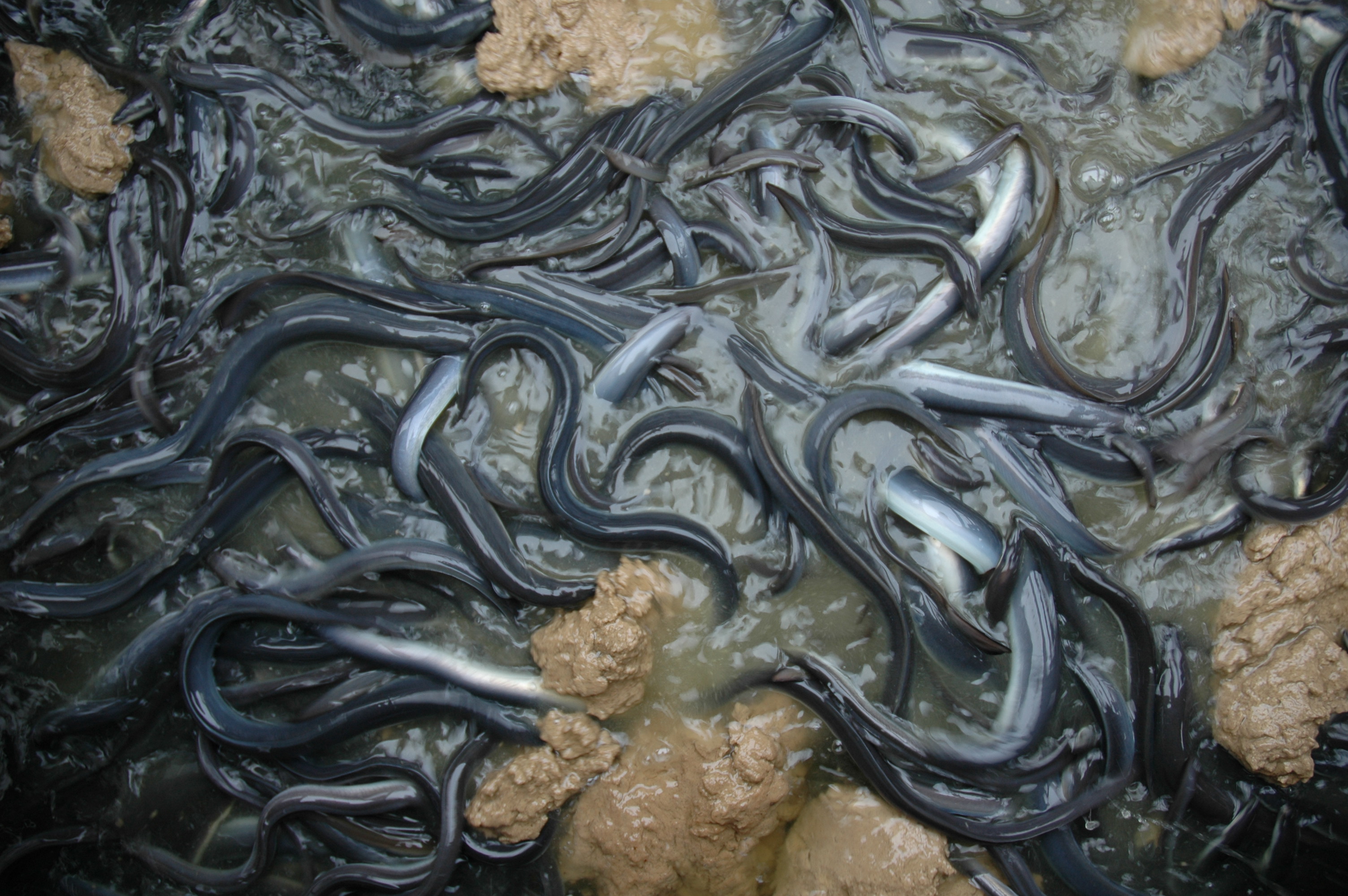 鰻魚攝食(2)