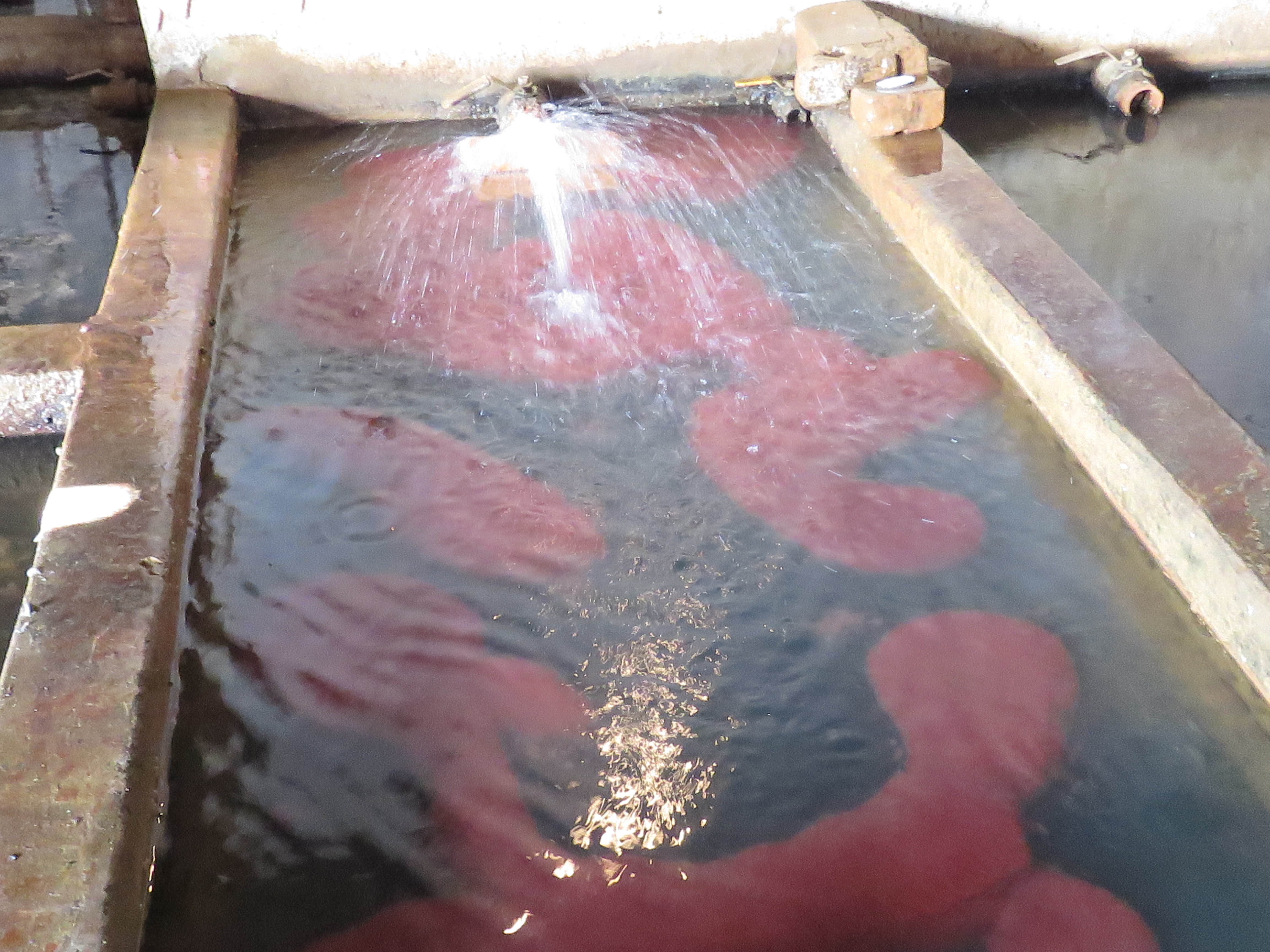 絲蚯蚓暫養池