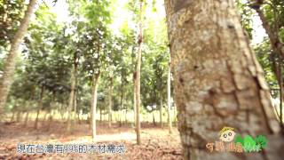 疏伐修枝 守護健康森林篇 - 農業知識入口網
