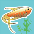 小魚